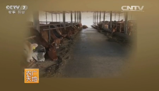 云嶺牛的養殖技術視頻